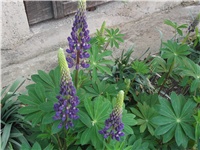a8210a15-Picture 011.jpg